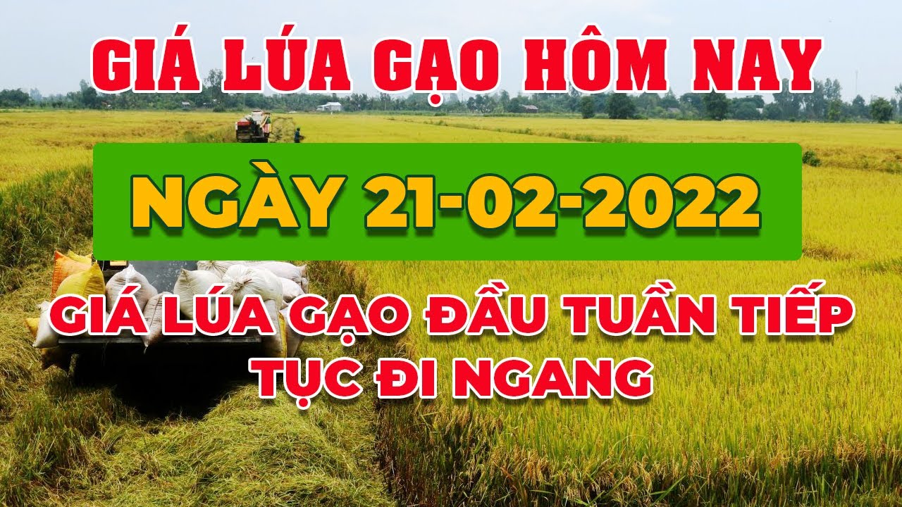 rice and paddy prices today