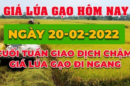 rice and paddy prices today