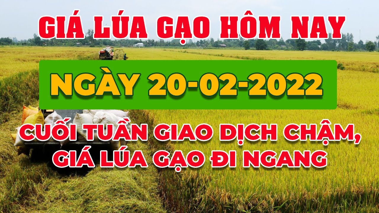rice and paddy prices today