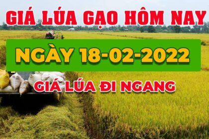 rice and paddy prices today