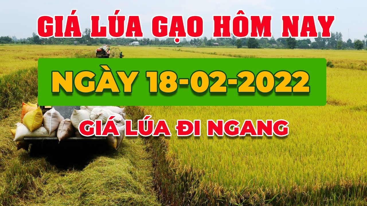 rice and paddy prices today