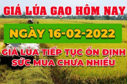rice and paddy prices today