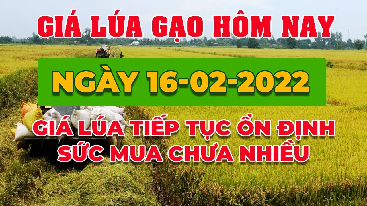 rice and paddy prices today