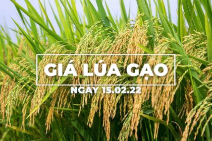 rice and paddy prices today