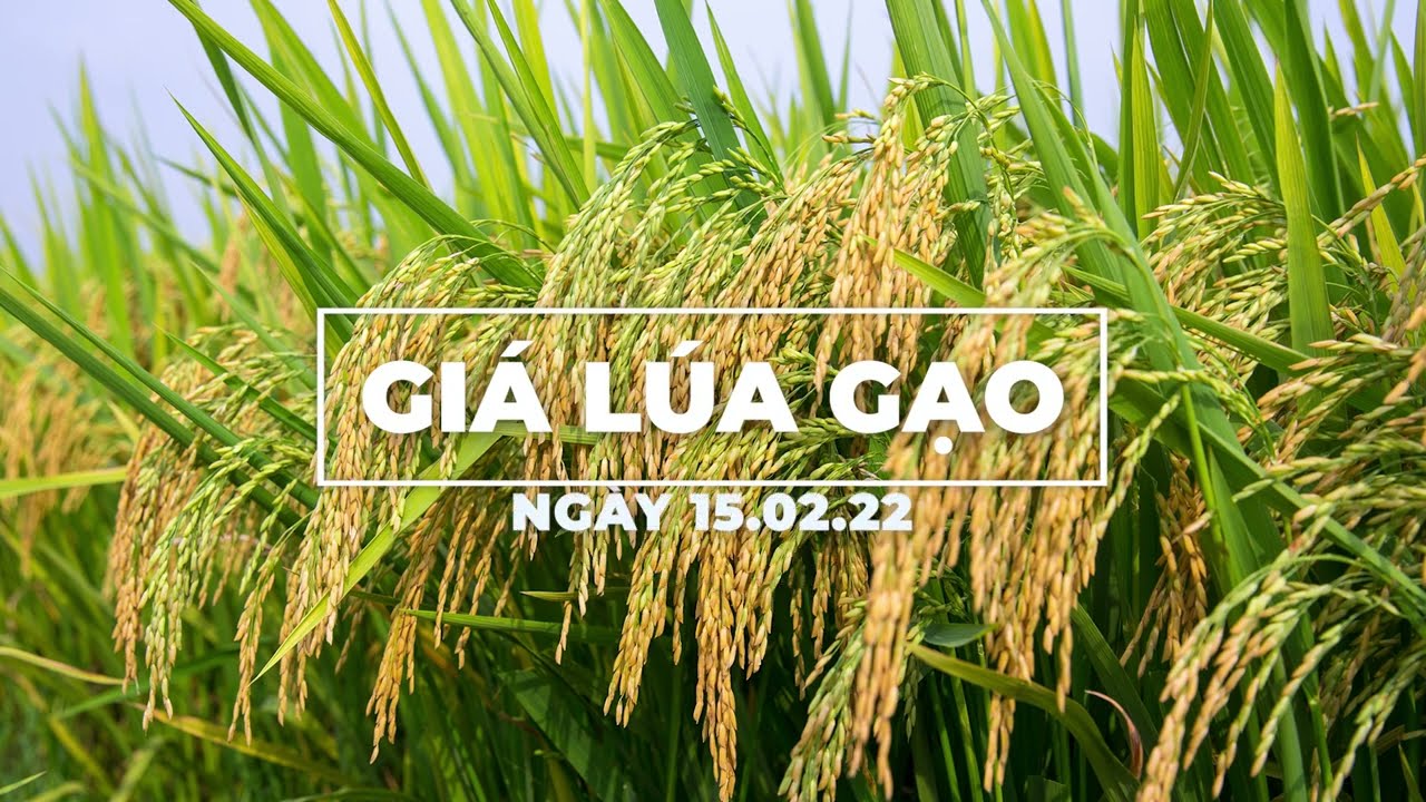 rice and paddy prices today