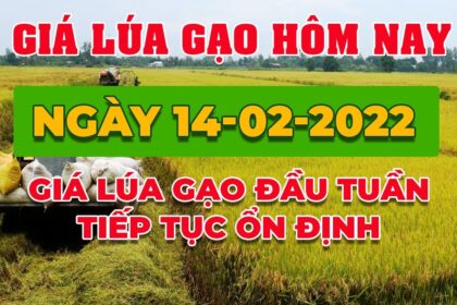 rice and paddy prices today
