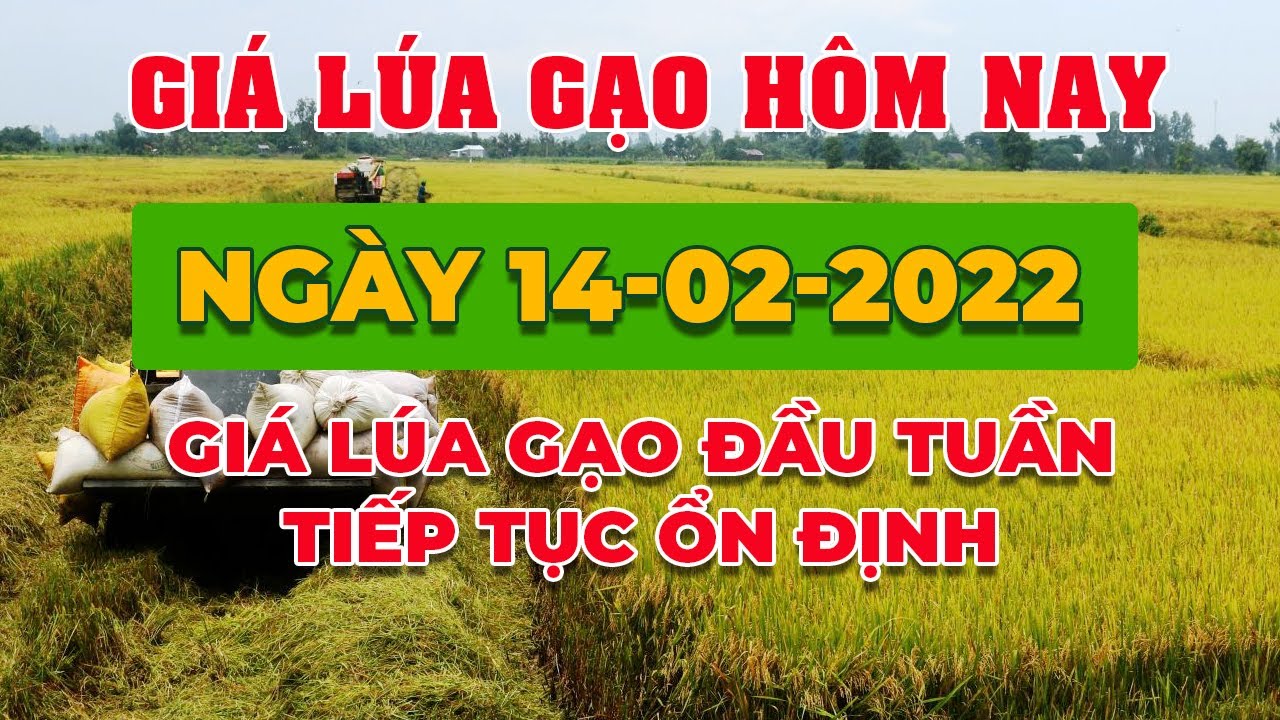 rice and paddy prices today