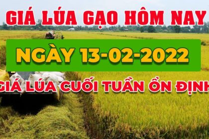 rice and paddy prices today