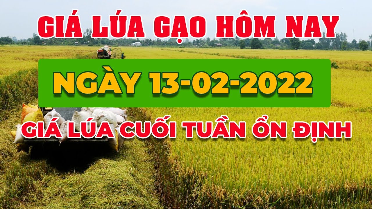 rice and paddy prices today