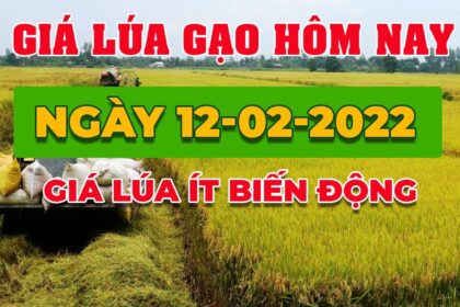 rice and paddy prices today