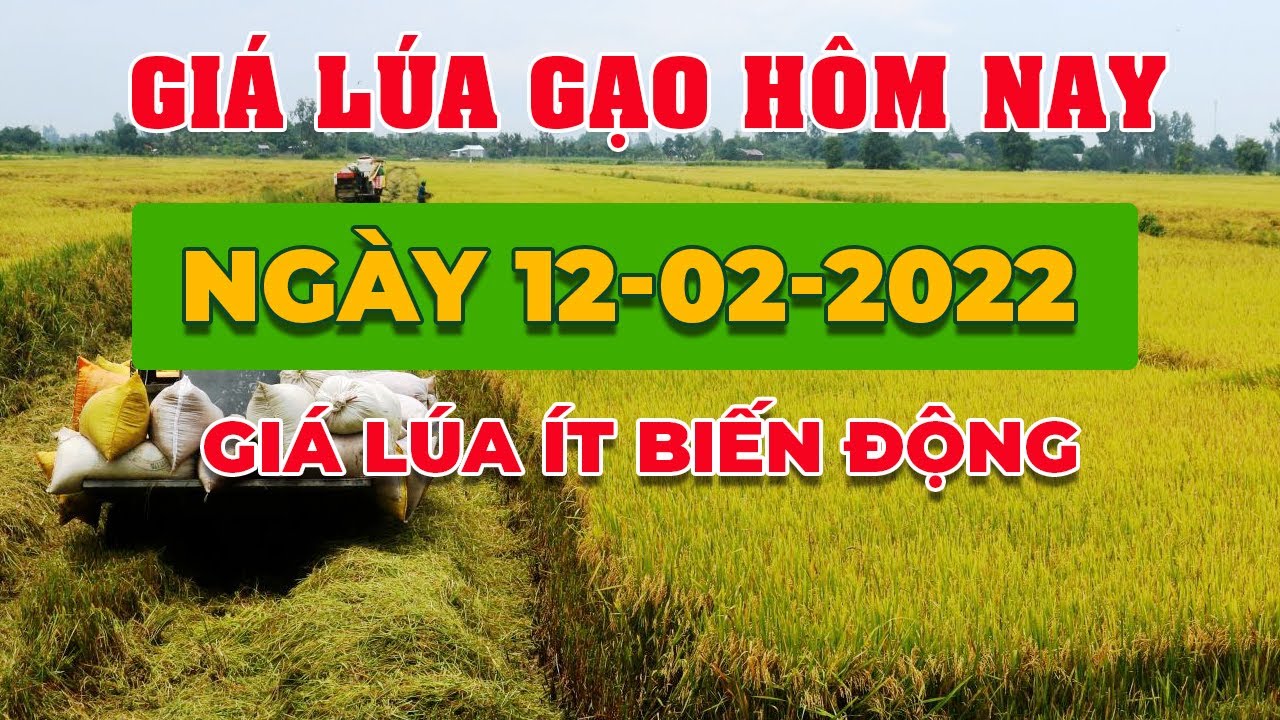 rice and paddy prices today