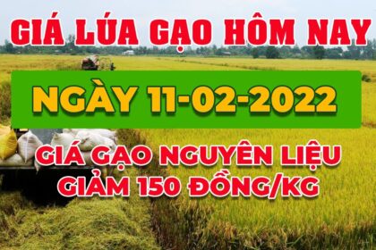 rice and paddy prices today