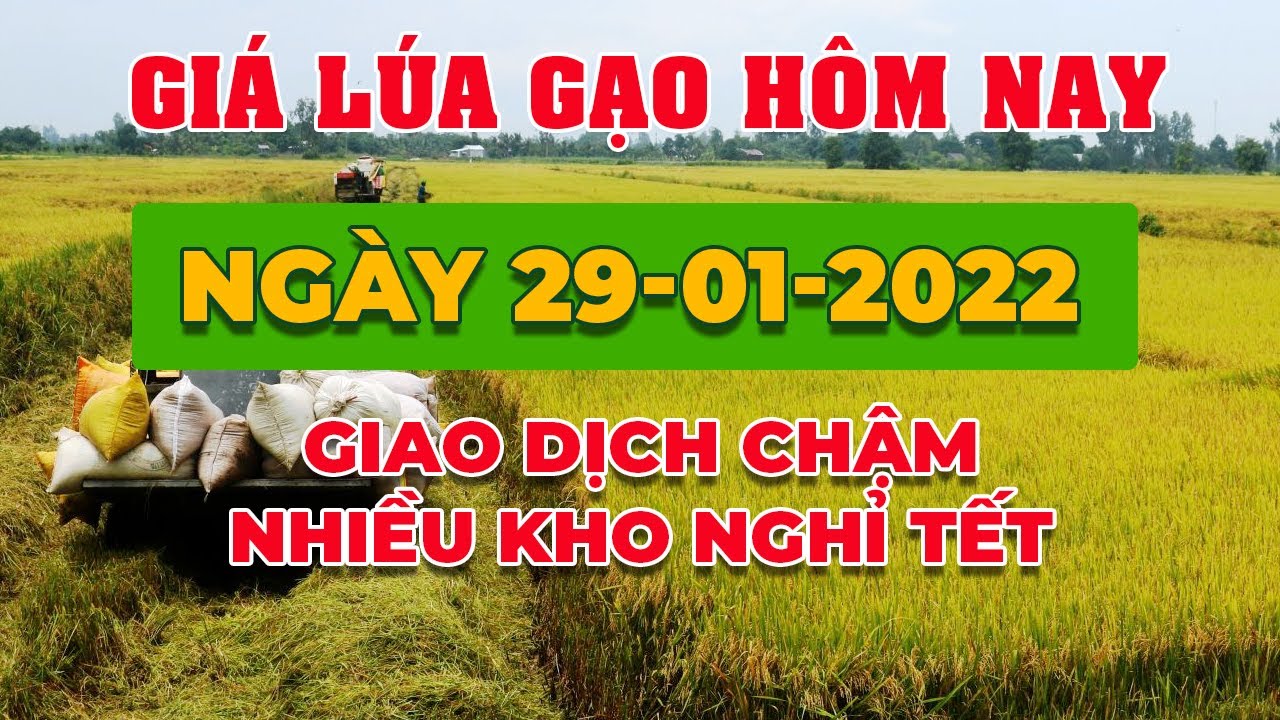 rice and paddy prices today