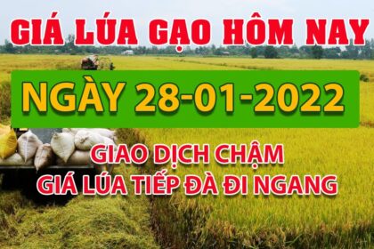 rice and paddy prices today