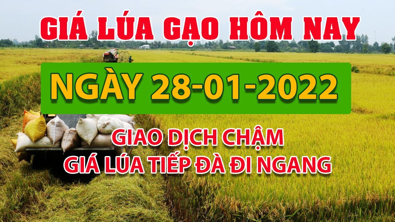 rice and paddy prices today
