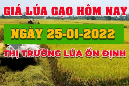 rice and paddy prices today