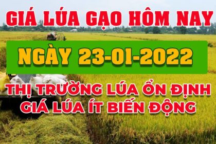 rice and paddy prices today