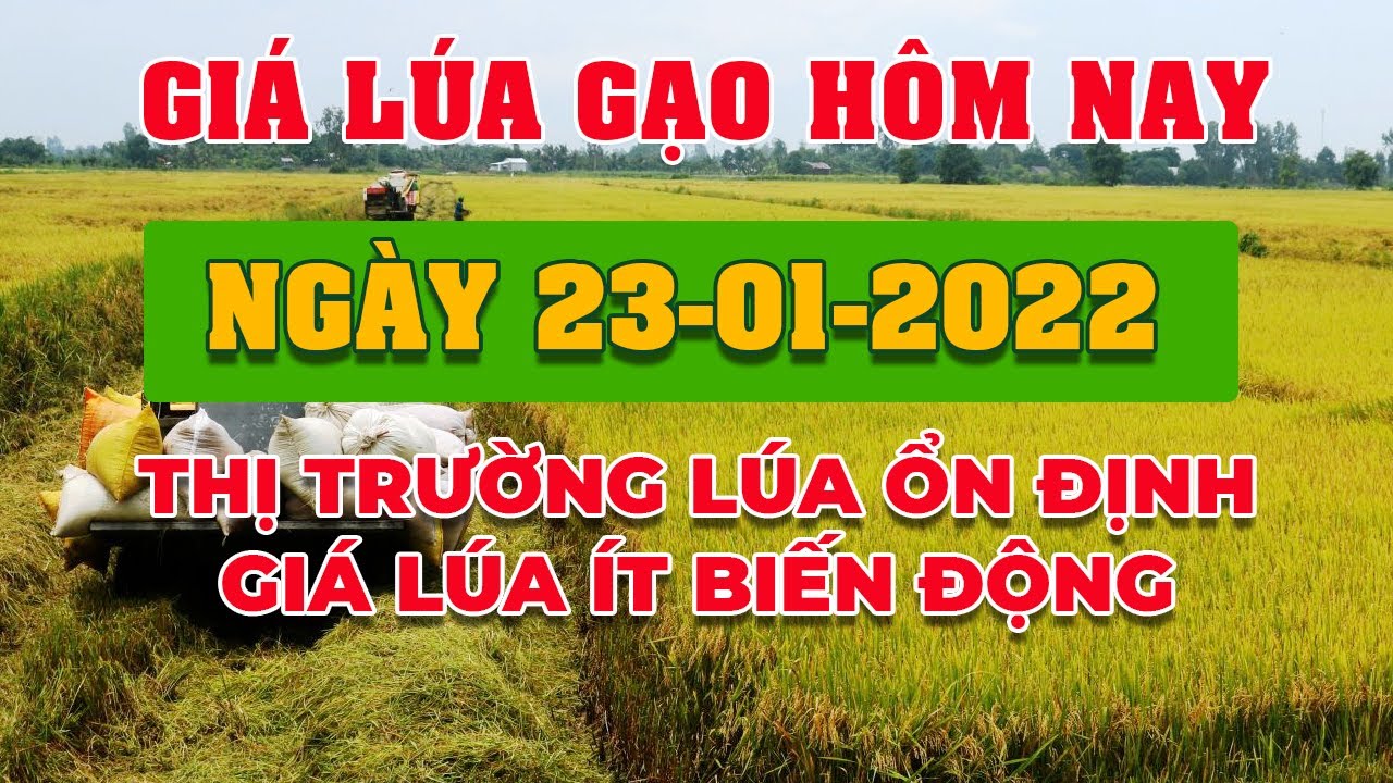 rice and paddy prices today