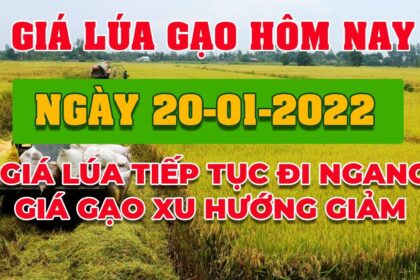 rice and paddy prices today