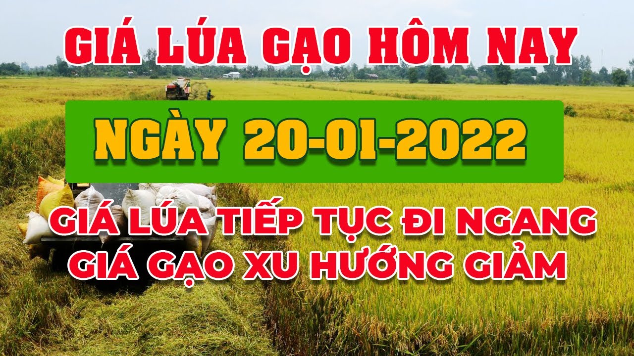 rice and paddy prices today