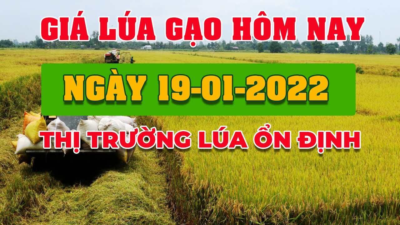 rice and paddy prices today