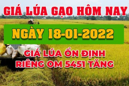 rice and paddy prices today