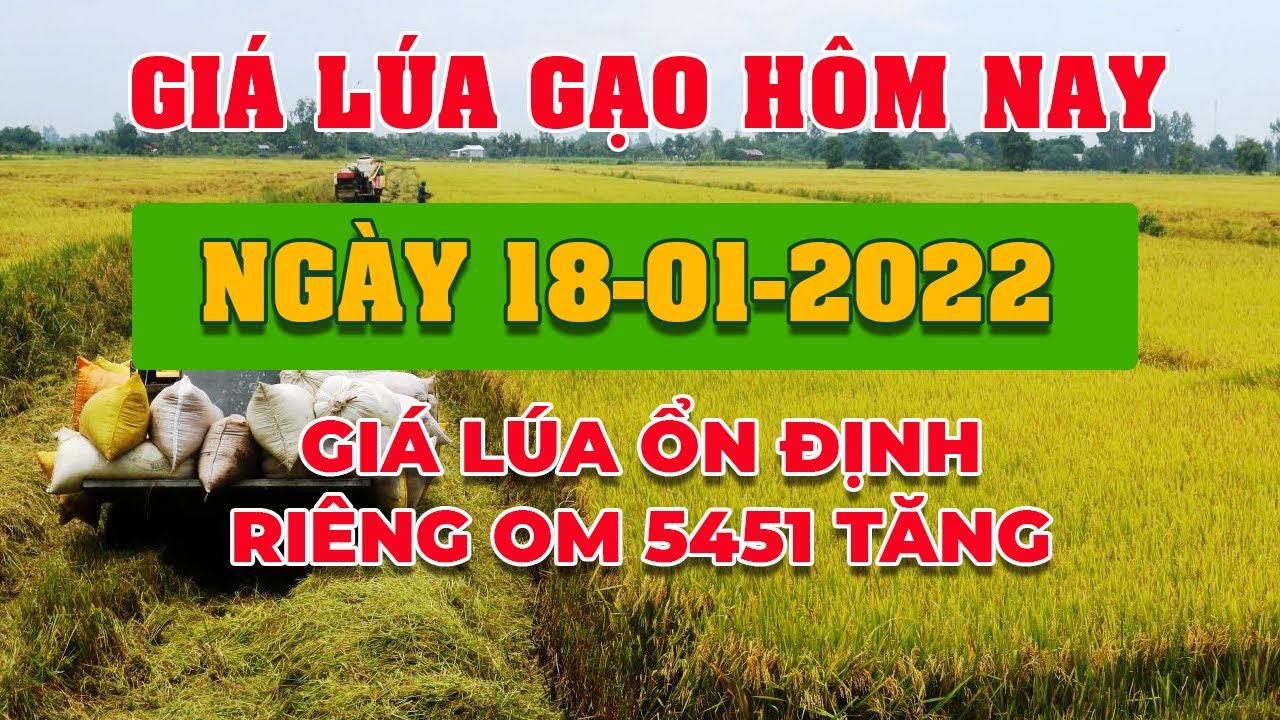 rice and paddy prices today