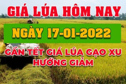 rice and paddy prices today