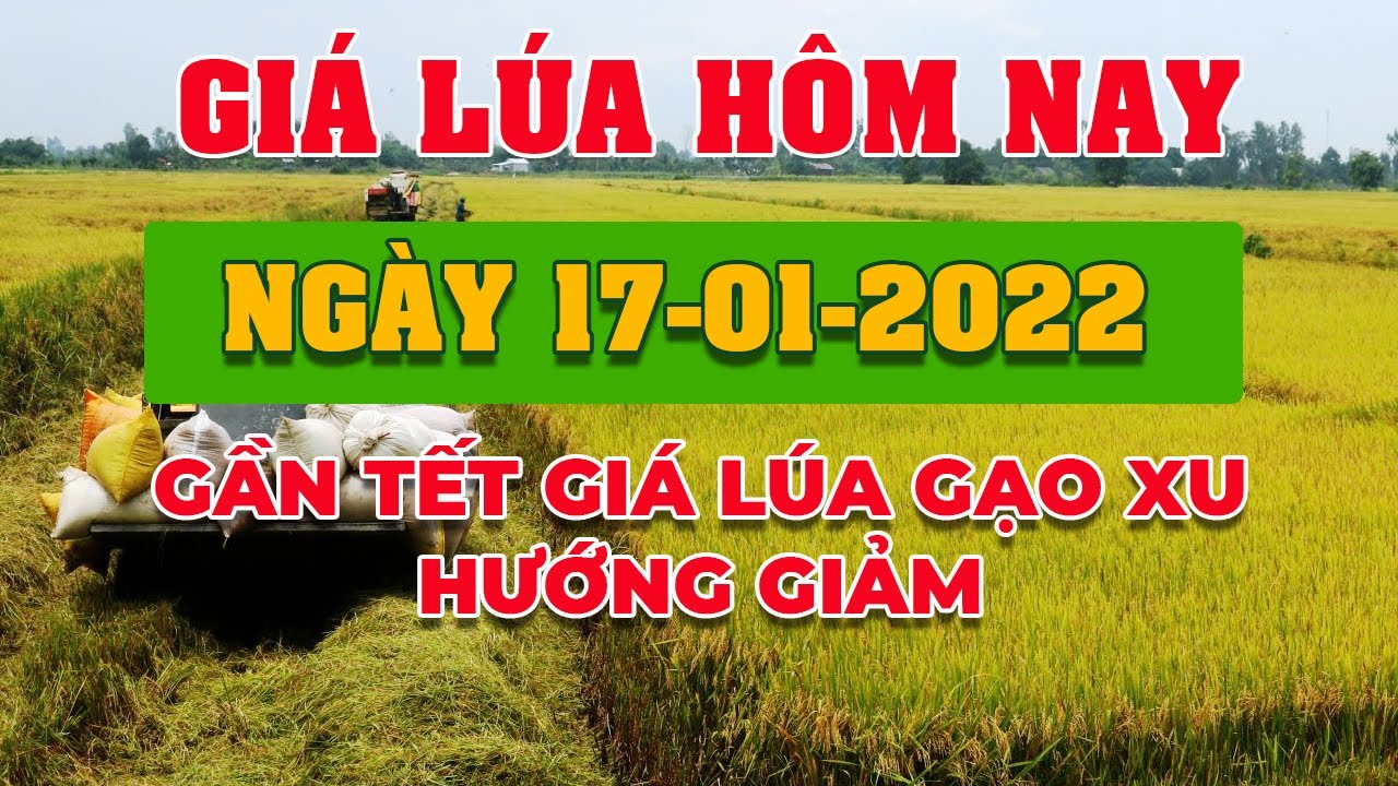 rice and paddy prices today