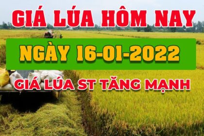 rice and paddy prices today