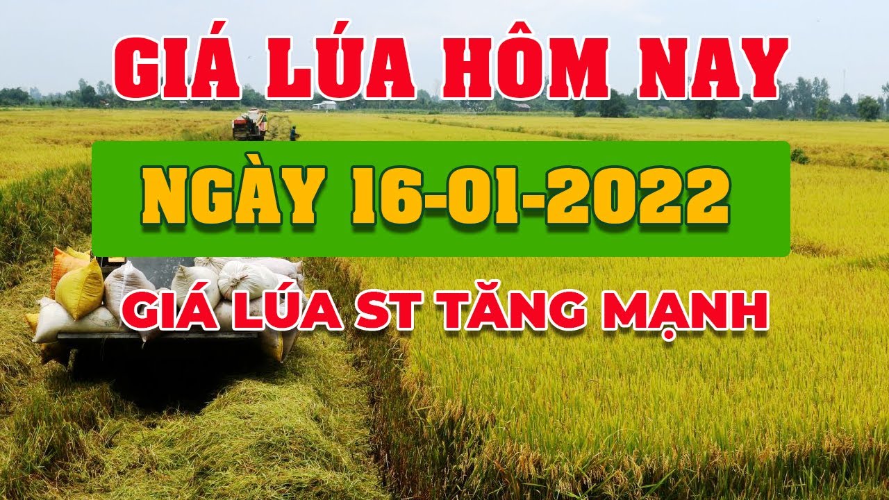 rice and paddy prices today