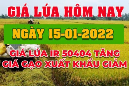 rice and paddy prices today