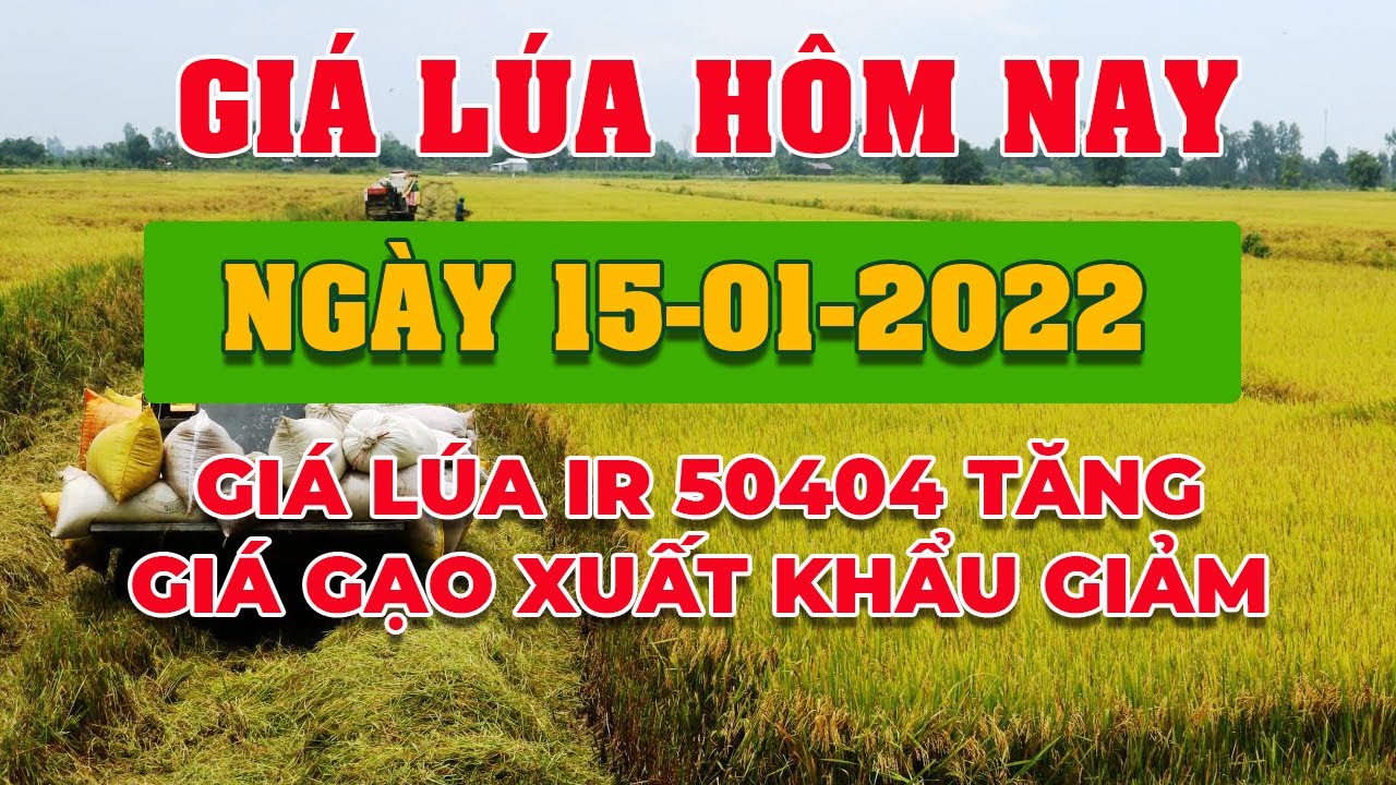 rice and paddy prices today