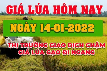 rice and paddy prices today