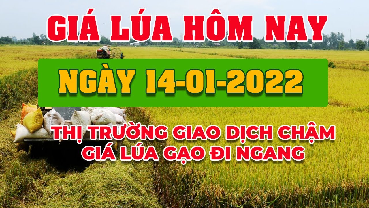 rice and paddy prices today