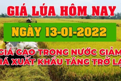 rice and paddy prices today