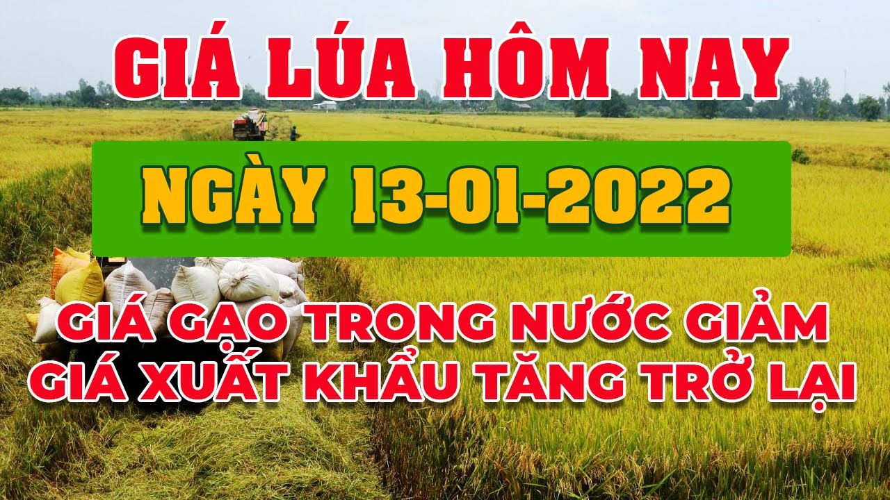 rice and paddy prices today