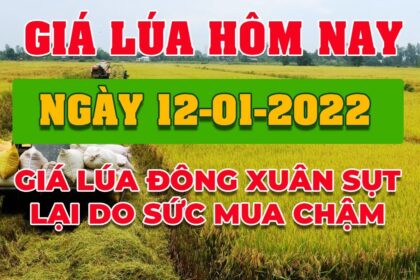 rice and paddy prices today
