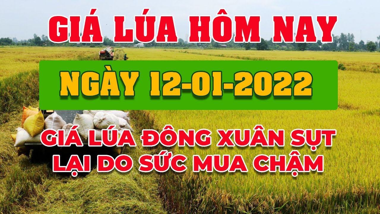 rice and paddy prices today