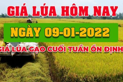 rice and paddy prices today