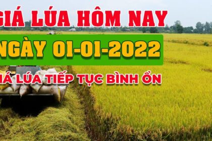 rice and paddy prices today