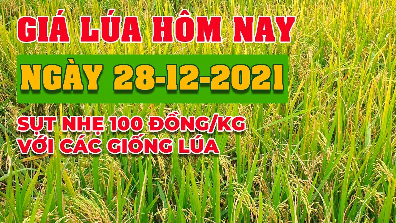 rice and paddy prices today