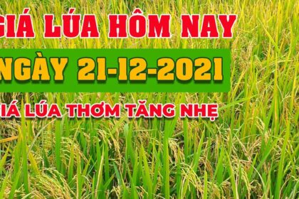 rice and paddy prices today
