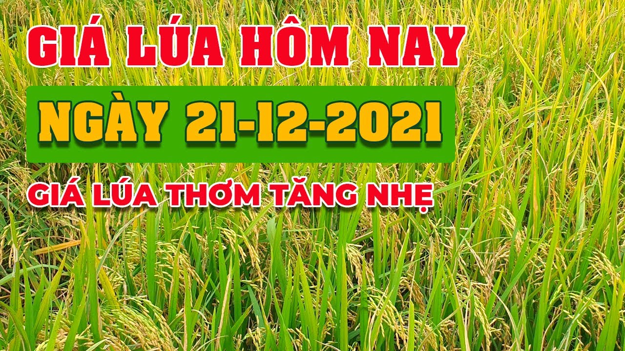rice and paddy prices today