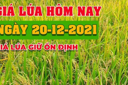 rice and paddy prices today