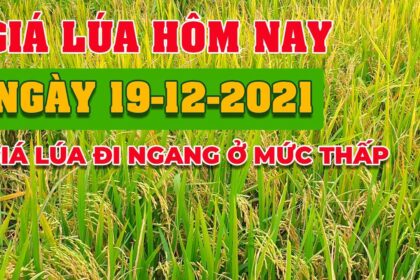 rice and paddy prices today