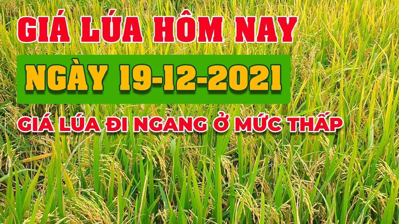 rice and paddy prices today