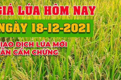 rice and paddy prices today