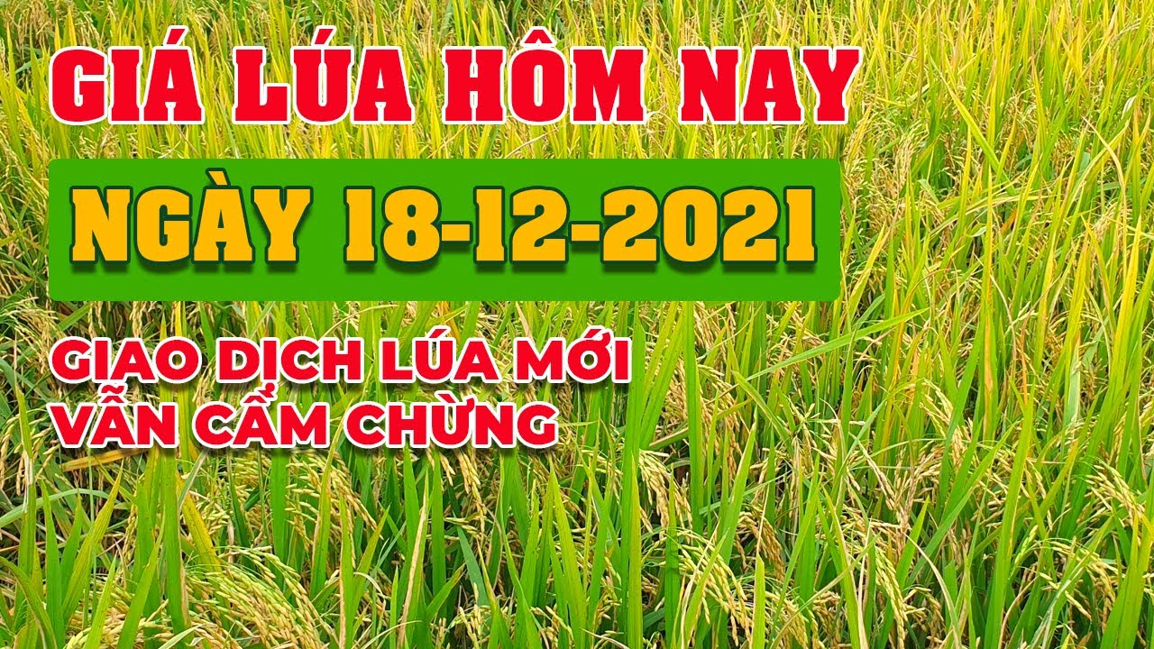 rice and paddy prices today