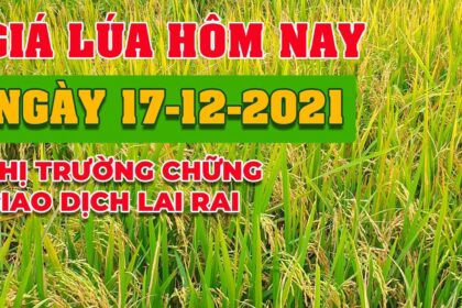 rice and paddy prices today